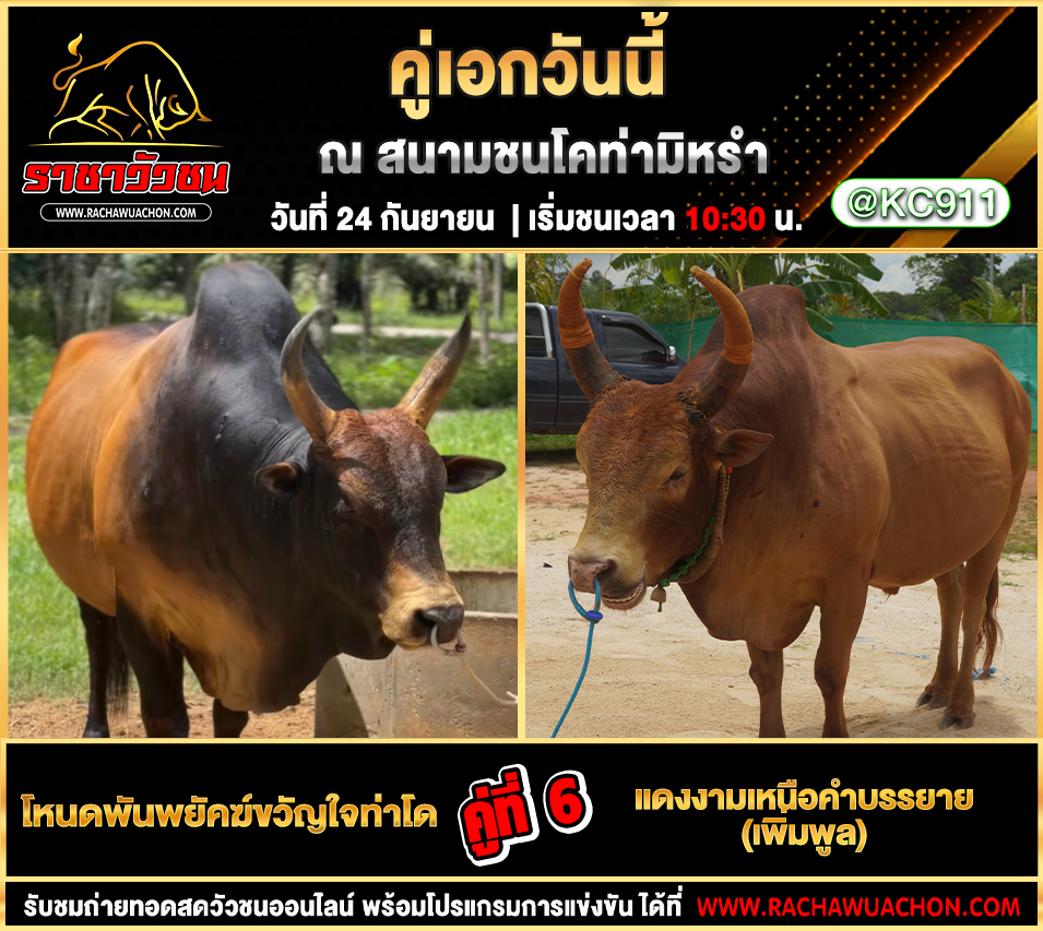 โปรแกรมวัวชนวันนี้ 24-9-2568