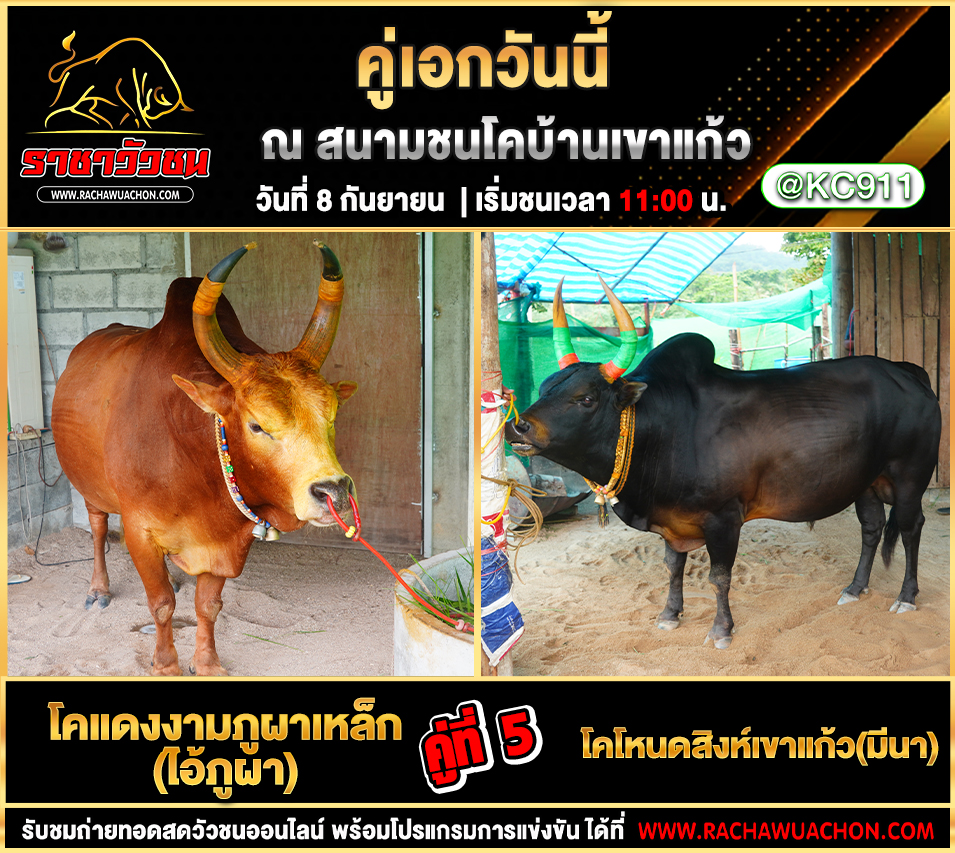 โปรแกรมวัวชนวันนี้ 8-9-2568