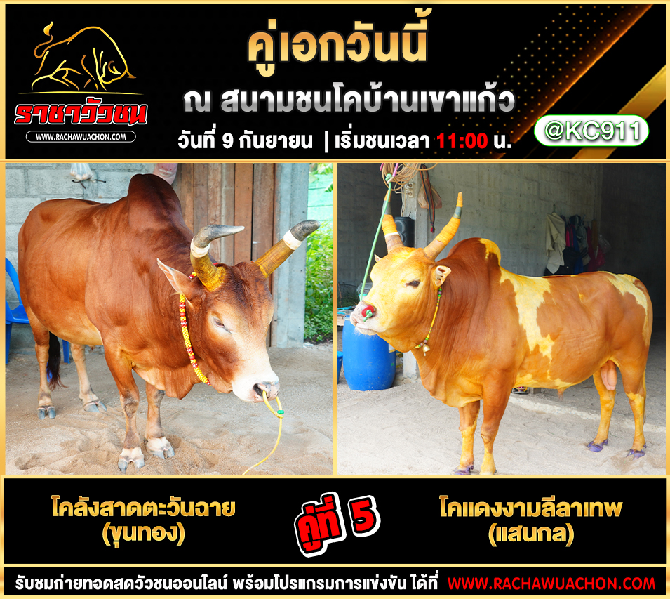 โปรแกรมวัวชนวันนี้ 9-9-2568