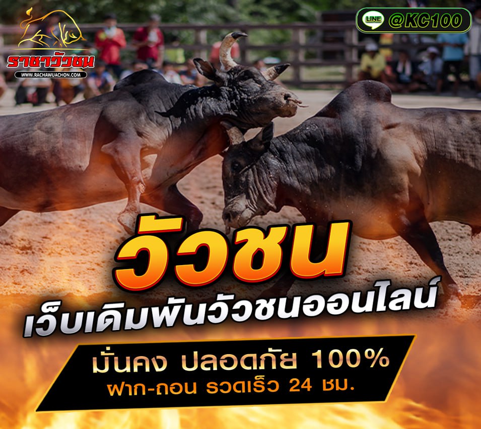 วัวชนวันนี้ 2-11-2568