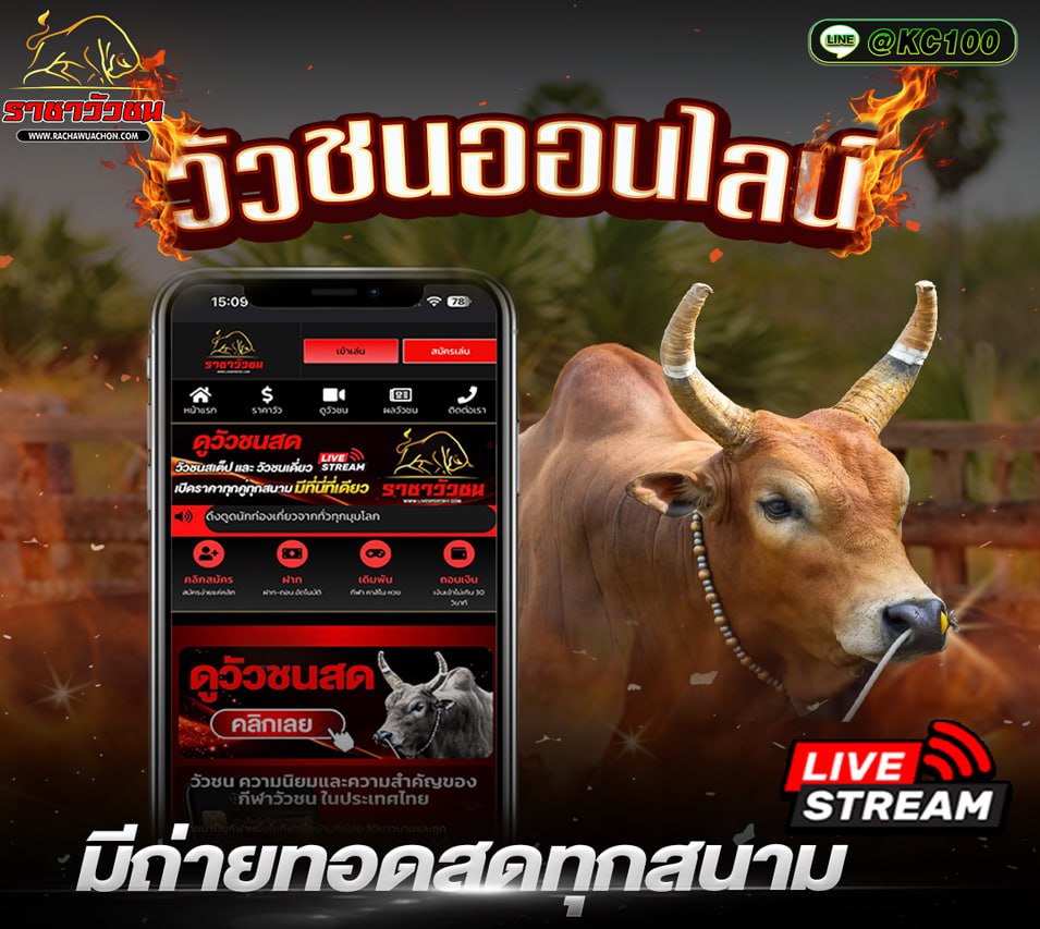 วัวชนวันนี้ 3-11-2568