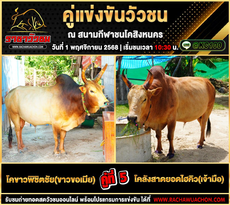 โปรแกรมวัวชนวันนี้ 1-11-2568