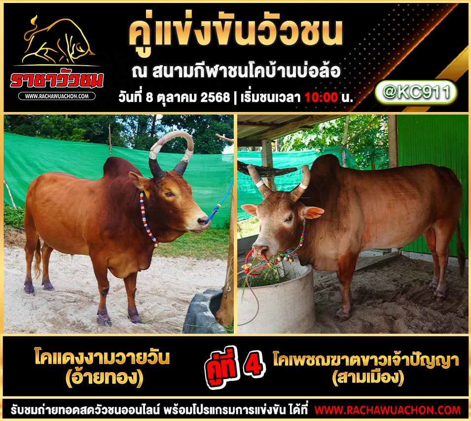โปรแกรมวัวชนวันนี้ 8-10-2568