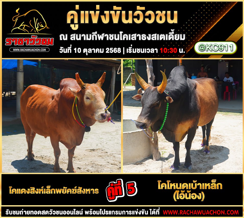 โปรแกรมวัวชนวันนี้ 10-10-2568