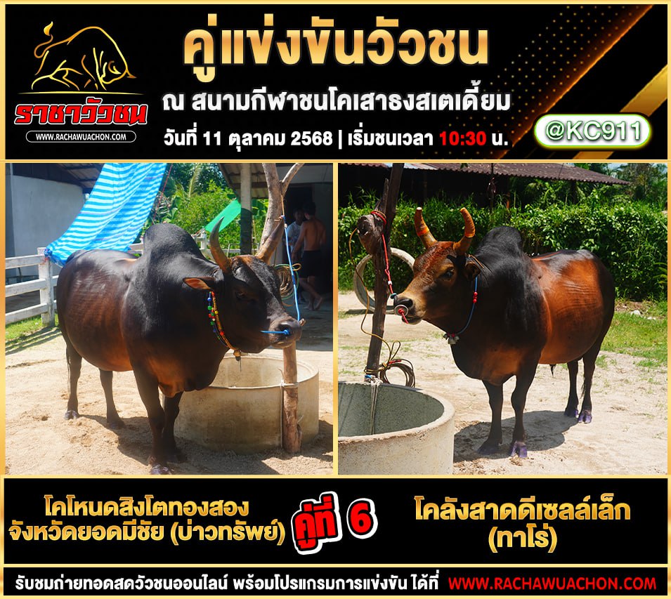 โปรแกรมวัวชนวันนี้ 11-10-2568