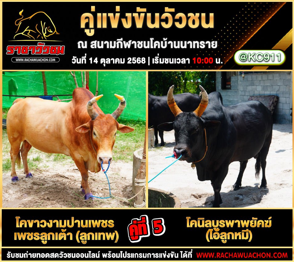 โปรแกรมวัวชนวันนี้ 14-10-2568