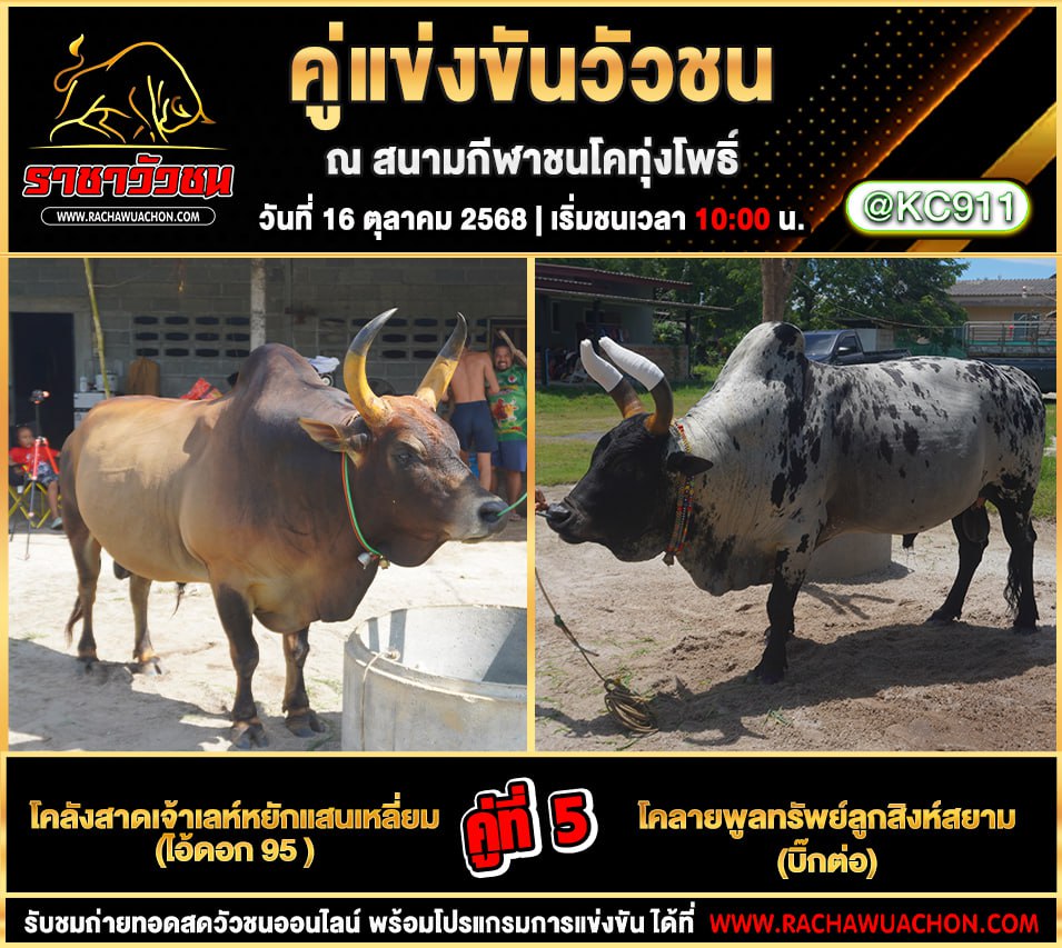 โปรแกรมวัวชนวันนี้ 16-10-2568