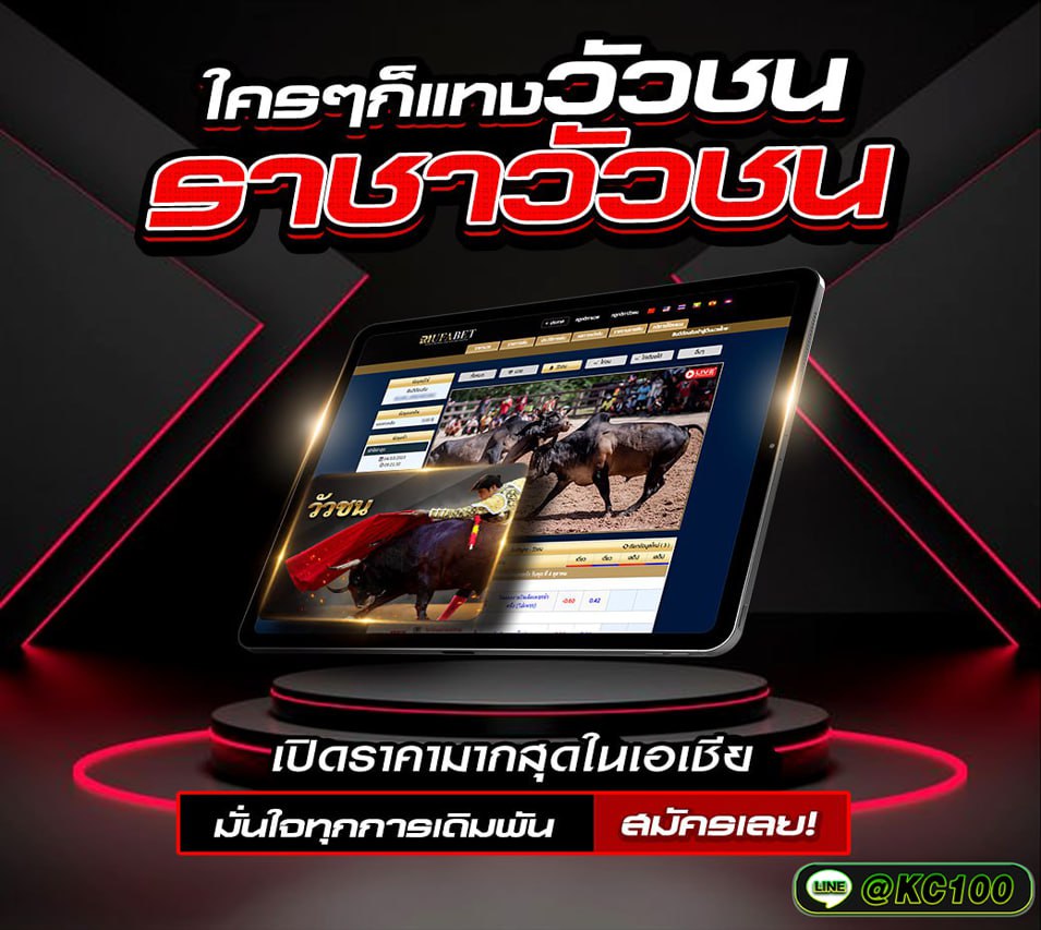 วัวชนวันนี้ 24-10-2568