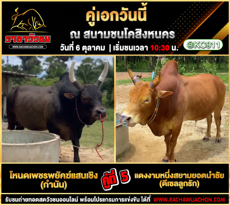 คลิปวัวชนย้อนหลัง 6-10-2568