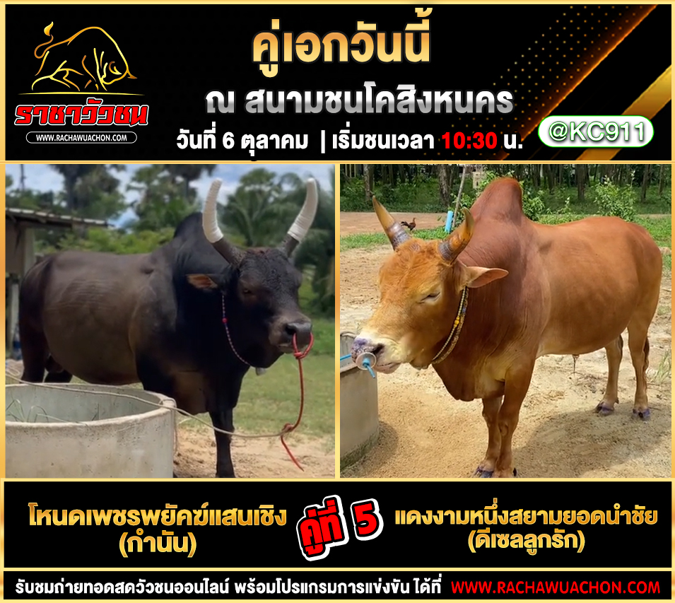 คลิปวัวชนย้อนหลัง 6-10-2568