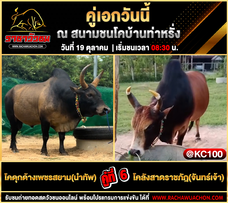 โปรแกรมวัวชนวันนี้ 19-10-2568