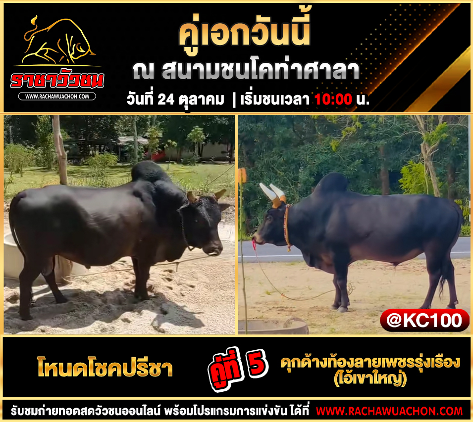 โปรแกรมวัวชนวันนี้ 24-10-2568