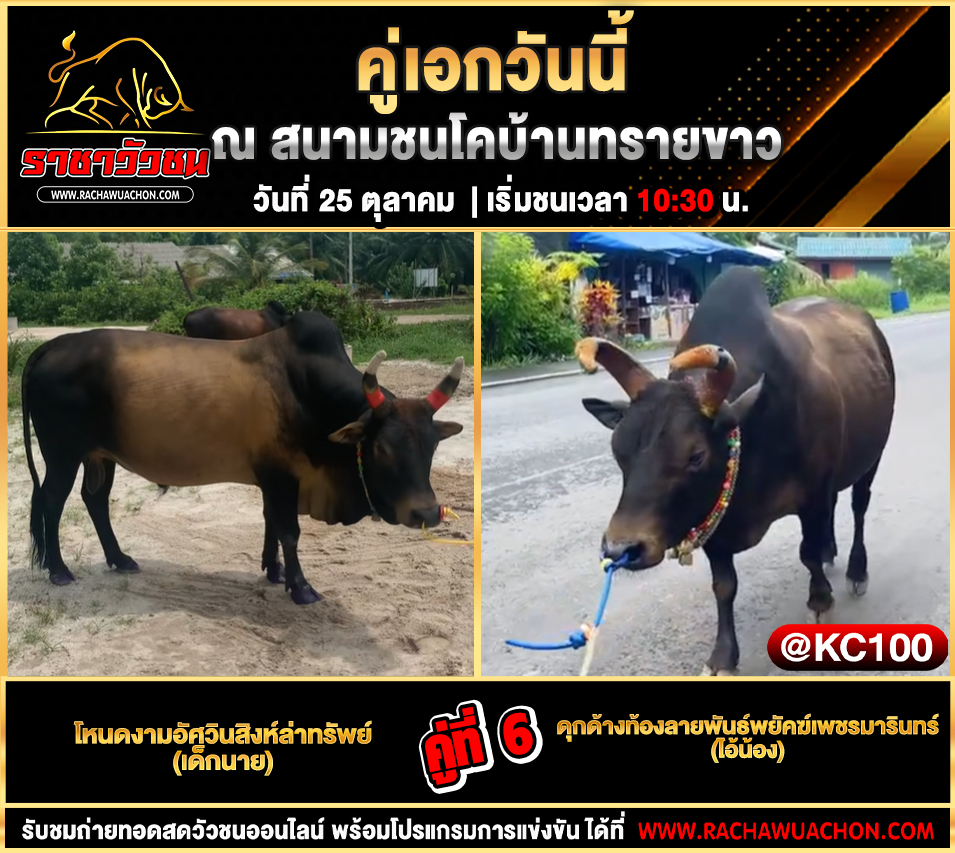โปรแกรมวัวชนวันนี้ 25-10-2568