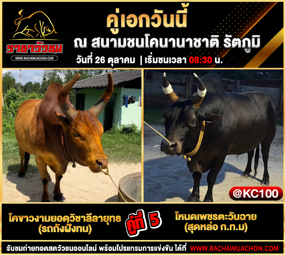 โปรแกรมวัวชนวันนี้ 26-10-2568