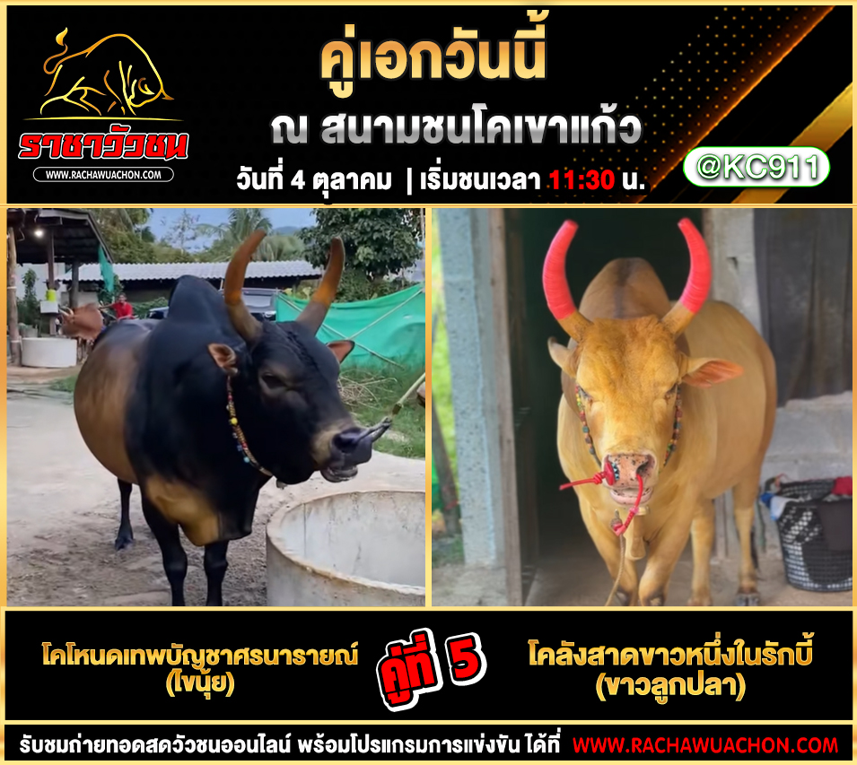 โปรแกรมวัวชนวันนี้ 4-10-2568