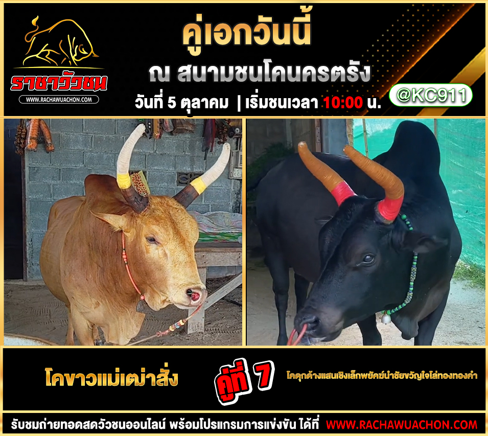โปรแกรมวัวชนวันนี้ 5-10-2568