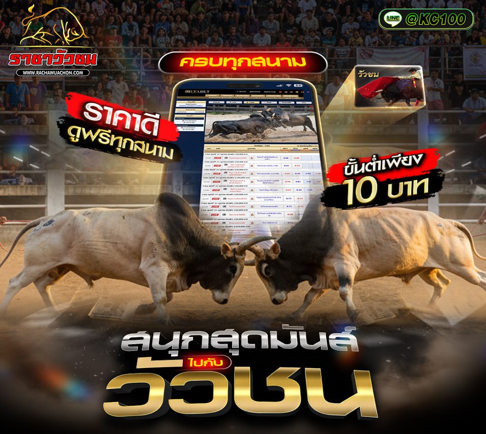 โปรแกรมวัวชนวันนี้ 12-11-2568