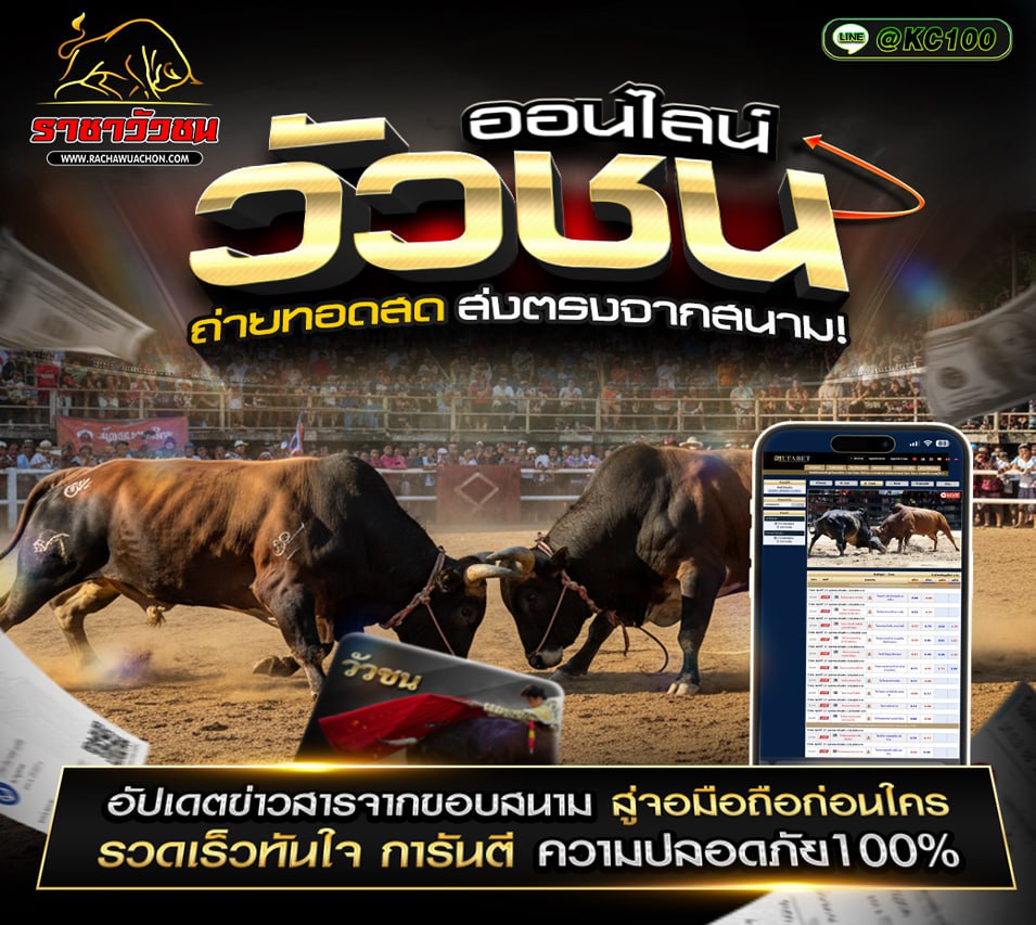 วัวชนวันนี้ 10-11-2568