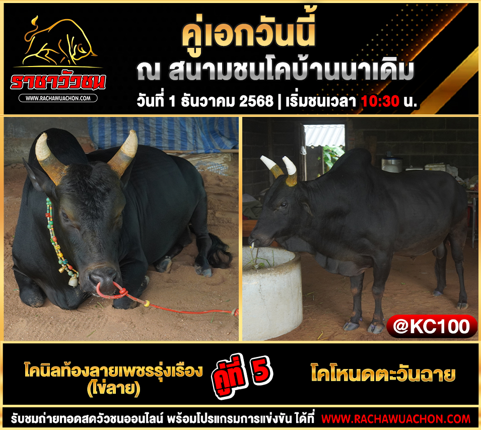 โปรแกรมวัวชน 1-12-2568
