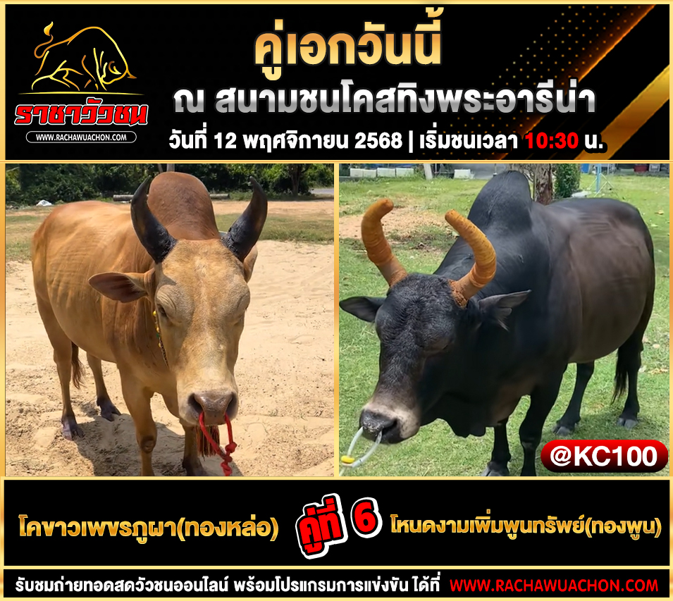 โปรแกรมวัวชนวันนี้ 12-11-2568