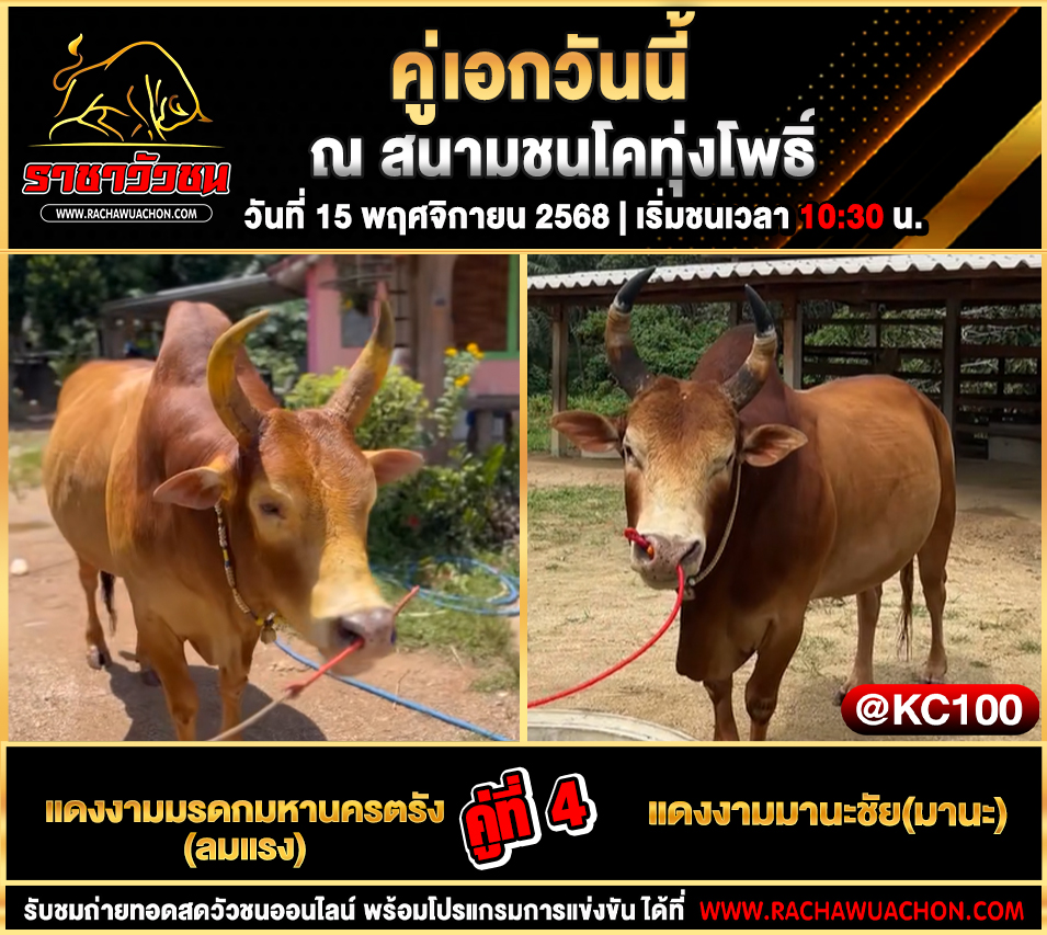 โปรแกรมวัวชนวันนี้ 15-11-2568