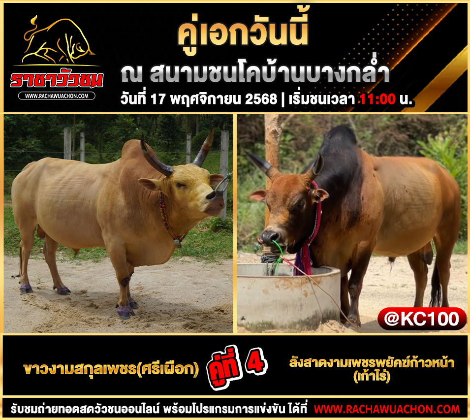 โปรแกรมวัวชนวันนี้ 17-11-2568