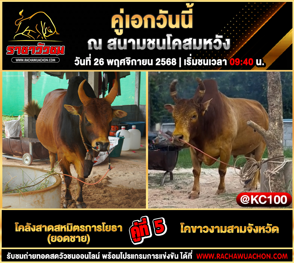 โปรแกรมวัวชนวันนี้ 26-11-2568