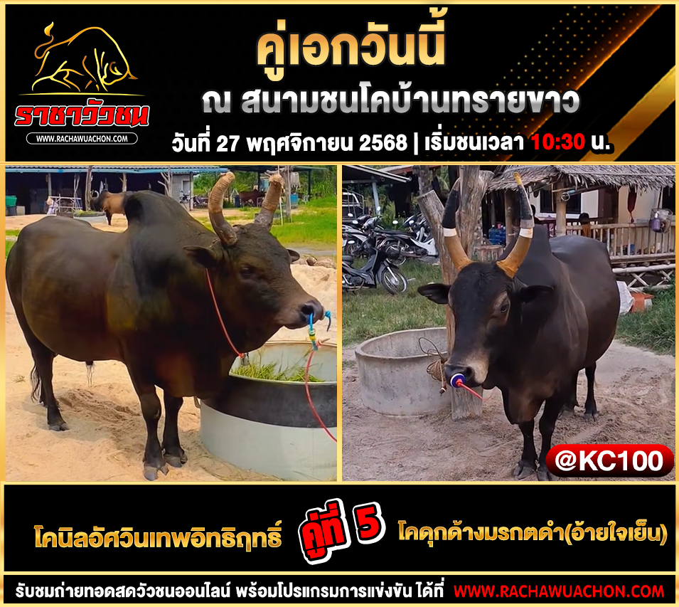 โปรแกรมวัวชนวันนี้ 27-11-2568