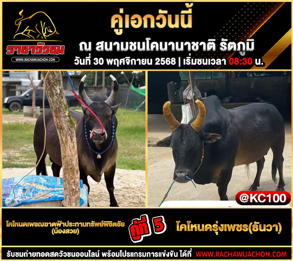 โปรแกรมวัวชนวันนี้ 30-11-2568