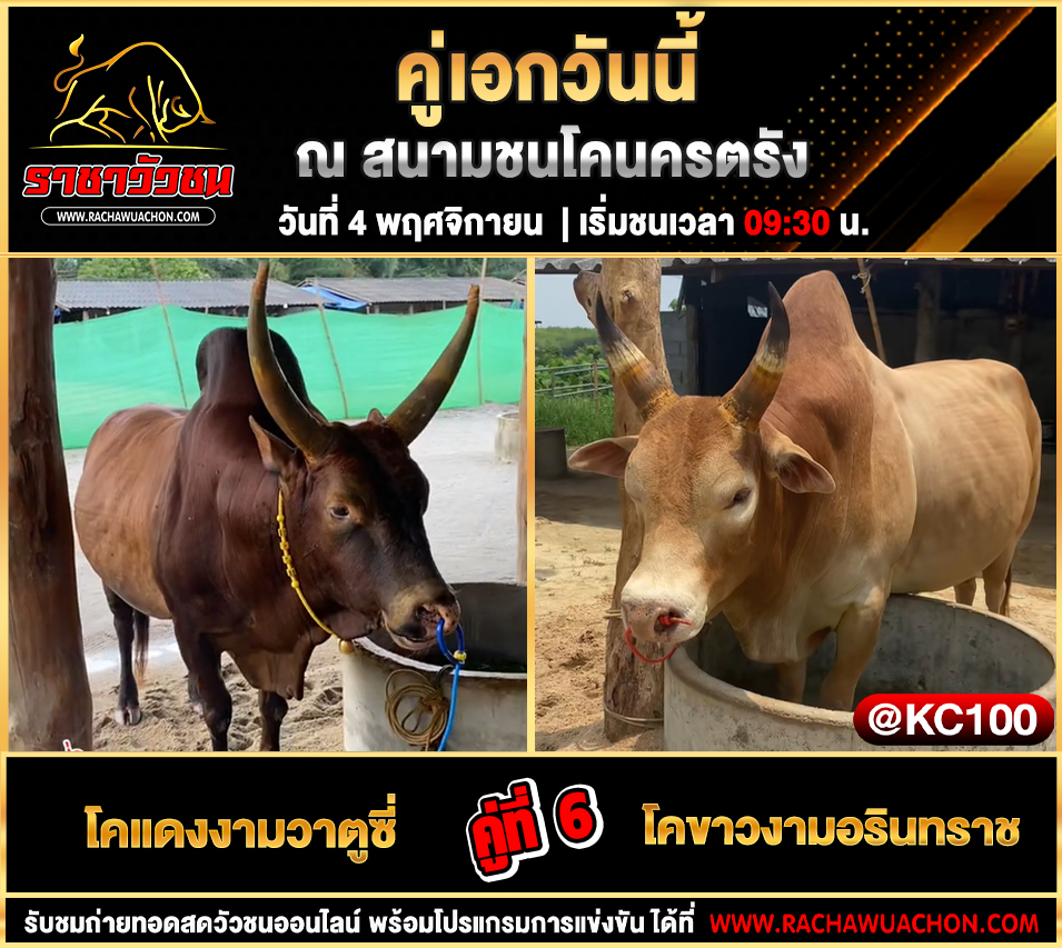 โปรแกรมวัวชนวันนี้ 4-11-2568