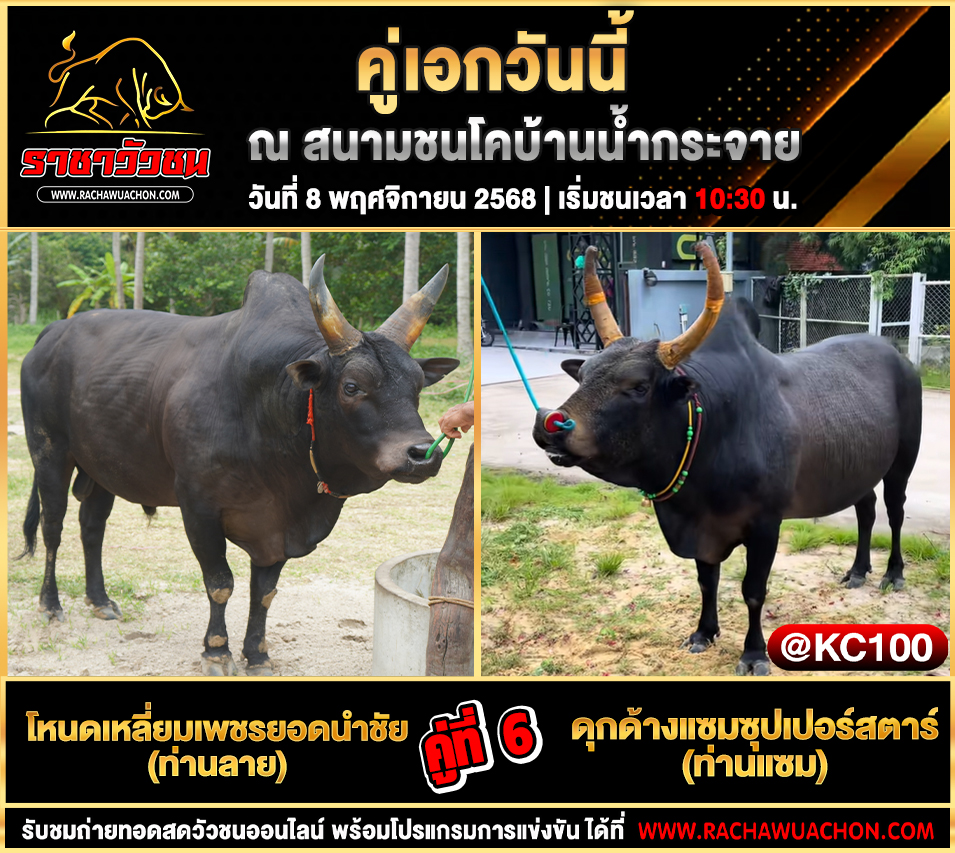 โปรแกรมวัวชนวันนี้ 8-11-2568