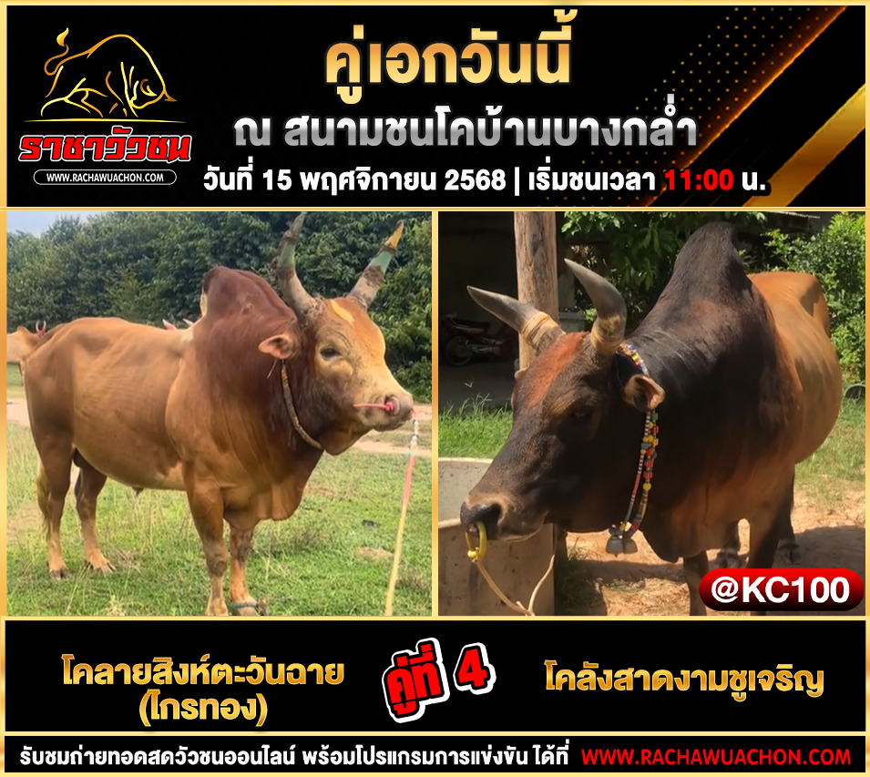 โปรแกรมวัวชนวันนี้-15-11-2568
