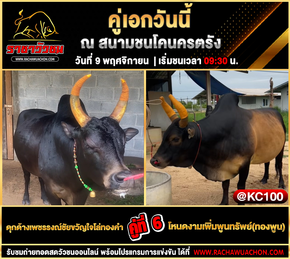 โปรแกรมวัวชนวันนี้ 9-11-2568