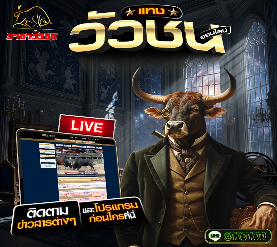 วัวชนวันนี้ 21-12-2568