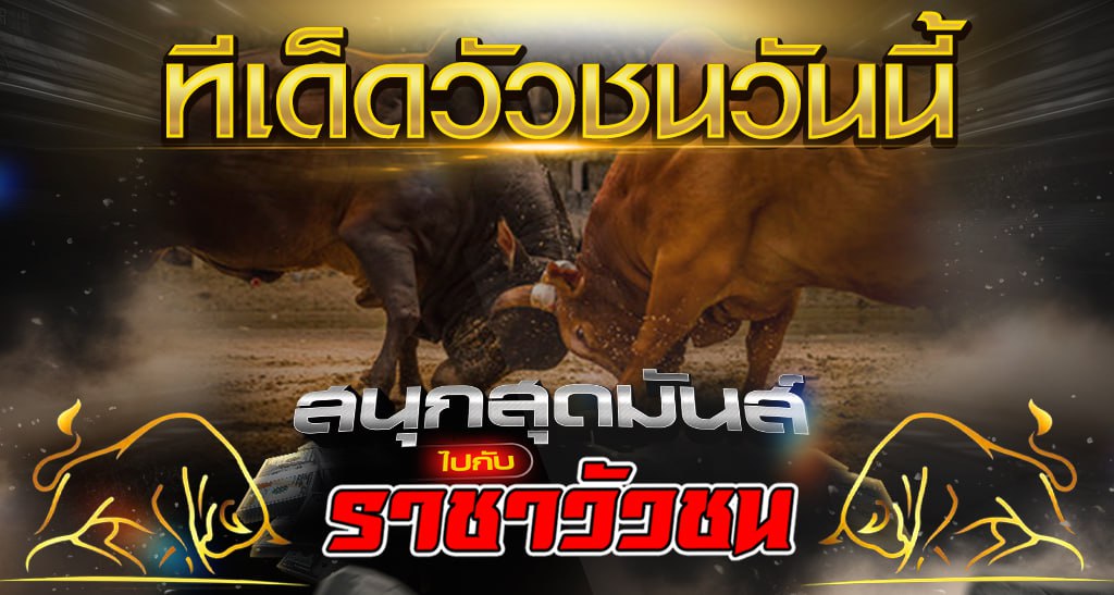 ทีเด็ดวัวชนวันนี้