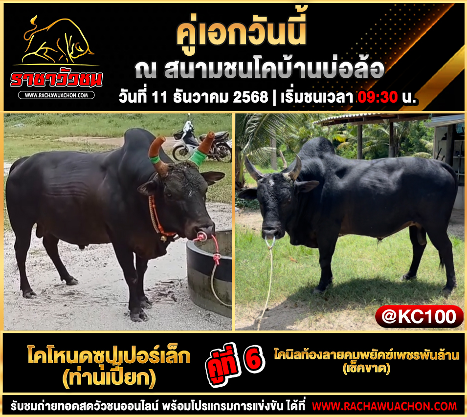 โปรแกรมวัวชนพรุ่งนี้ 11-12-2568