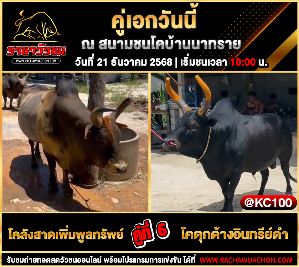 โปรแกรมวัวชนพรุ่งนี้ 21-12-2568