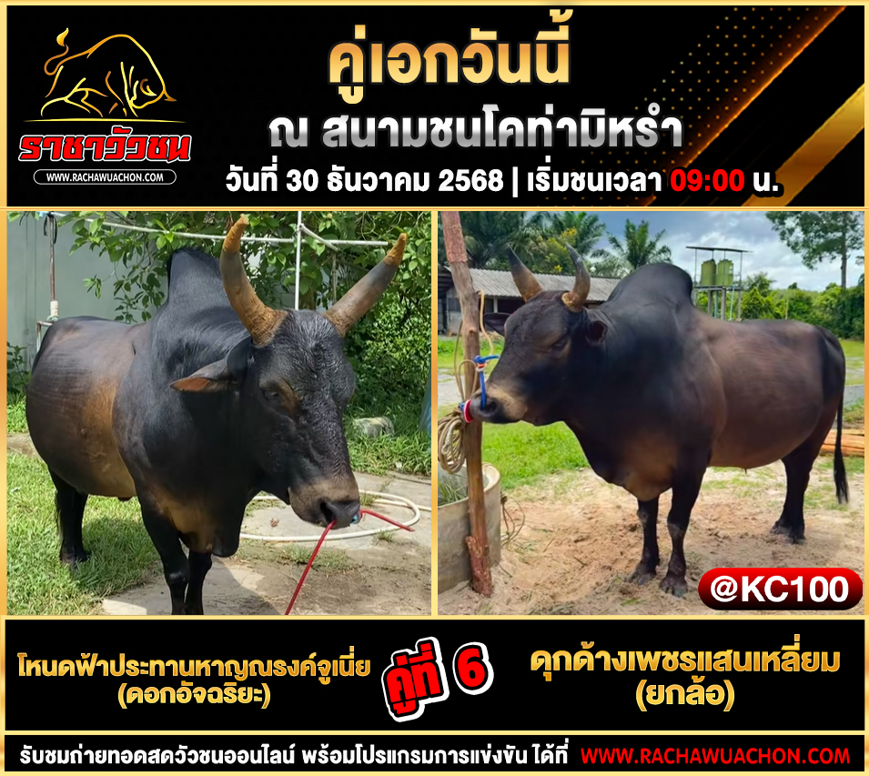 โปรแกรมวัวชนพรุ่งนี้ 30-12-2568