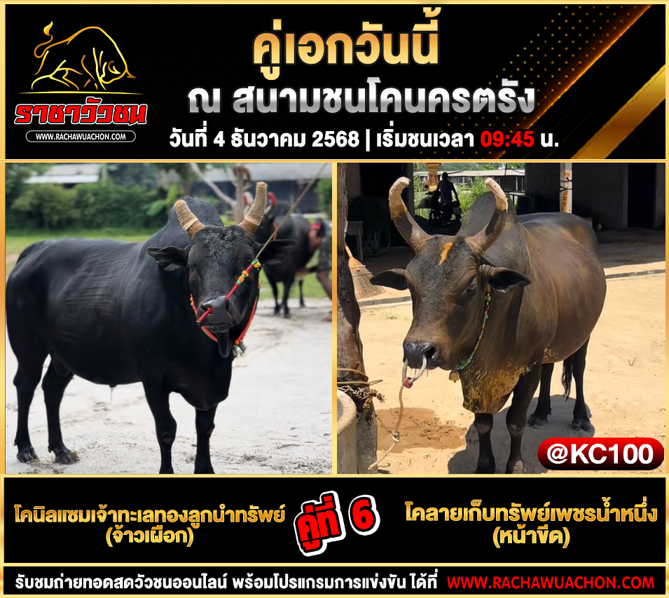 โปรแกรมวัวชนวันนี้ 4-12-2568