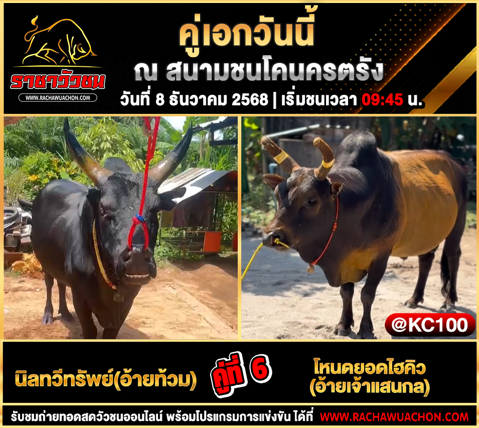 โปรแกรมวัวชนวันนี้ 8-12-2568