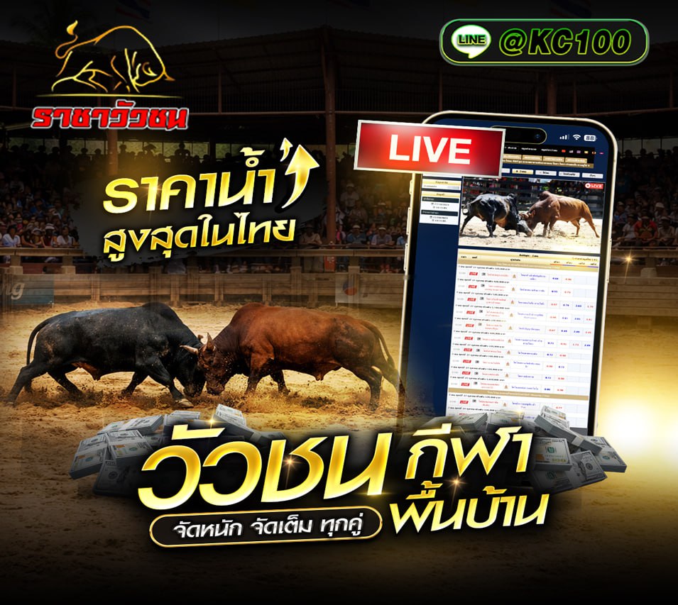 วัวชนวันนี้ 10-1-2569