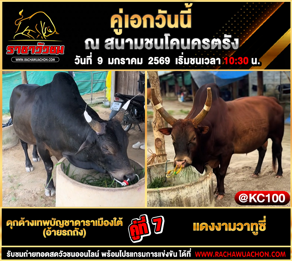 โปรแกรมวัวชนวันนี้ 9-1-2569