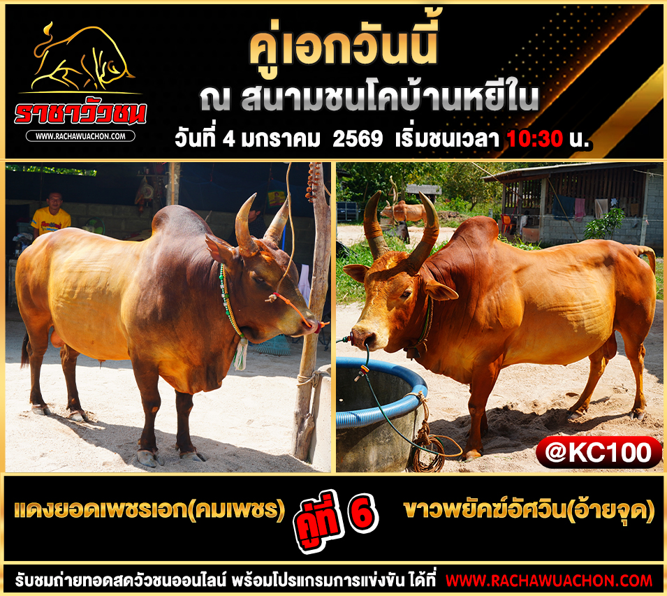 โปรแกรมวัวชนพรุ่งนี้ 4-1-2569