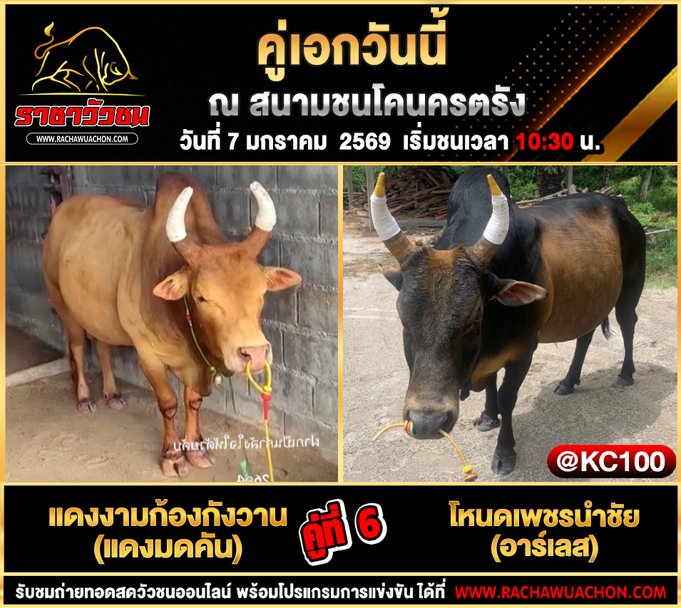 โปรแกรมวัวชนพรุ่งนี้ 7-1-2569