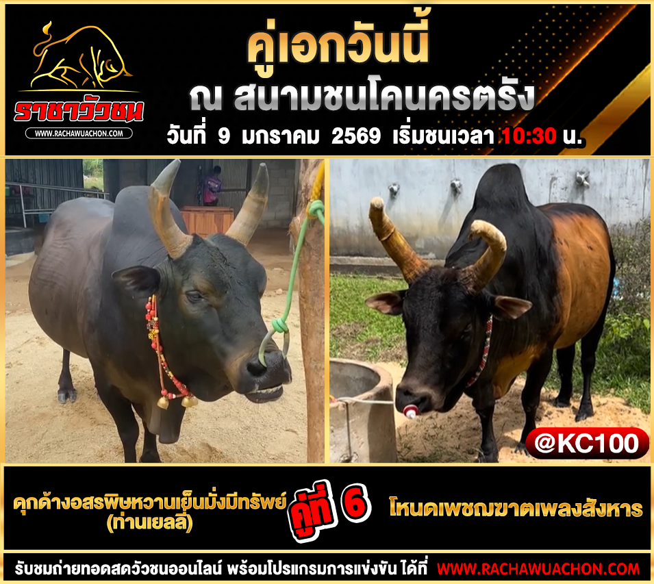 โปรแกรมวัวชนพรุ่งนี้ 9-1-2569