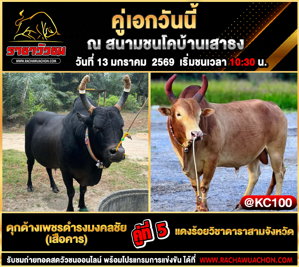 โปรแกรมวัวชนพรุ่งนี้ 13-1-2569