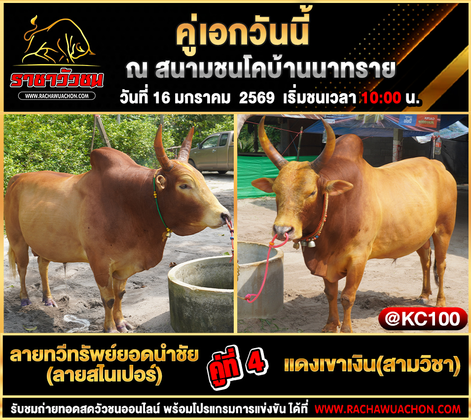โปรแกรมวัวชนพรุ่งนี้ 16-1-2569