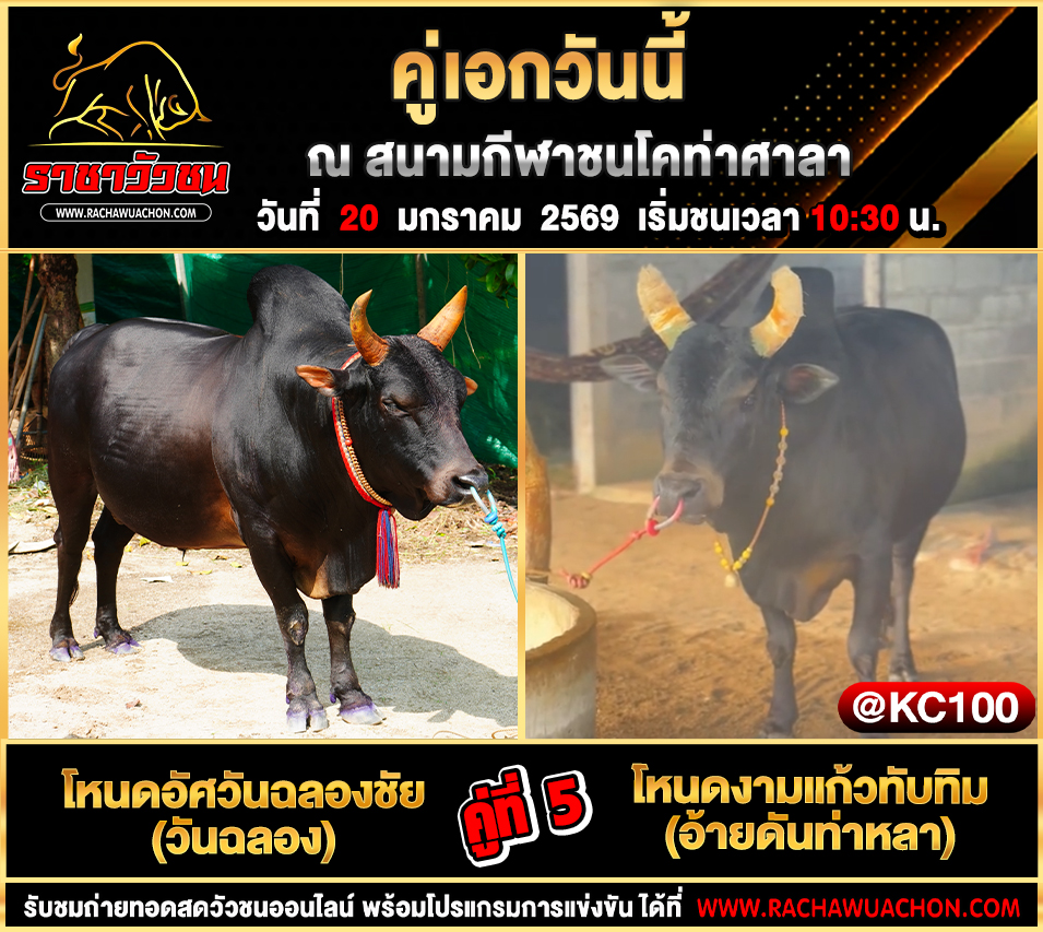 โปรแกรมวัวชนพรุ่งนี้ 20-1-2569