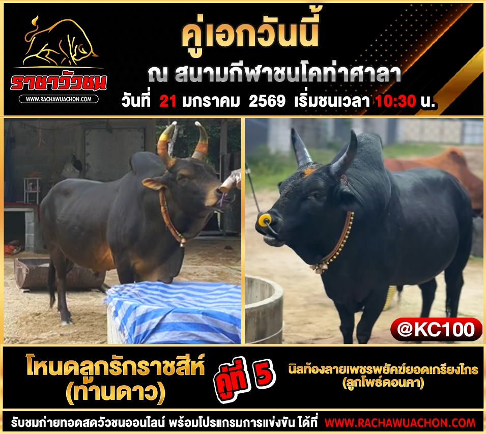 โปรแกรมวัวชนพรุ่งนี้ 21-1-2569