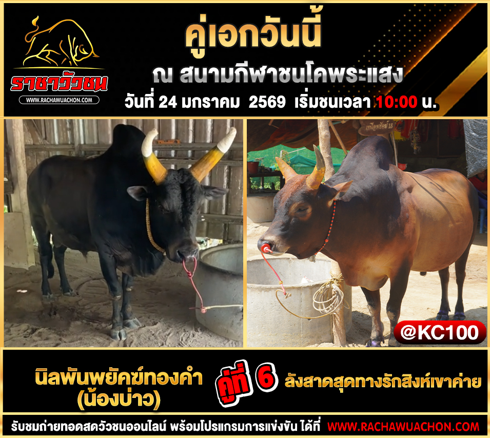 โปรแกรมวัวชนพรุ่งนี้ 24-1-2569